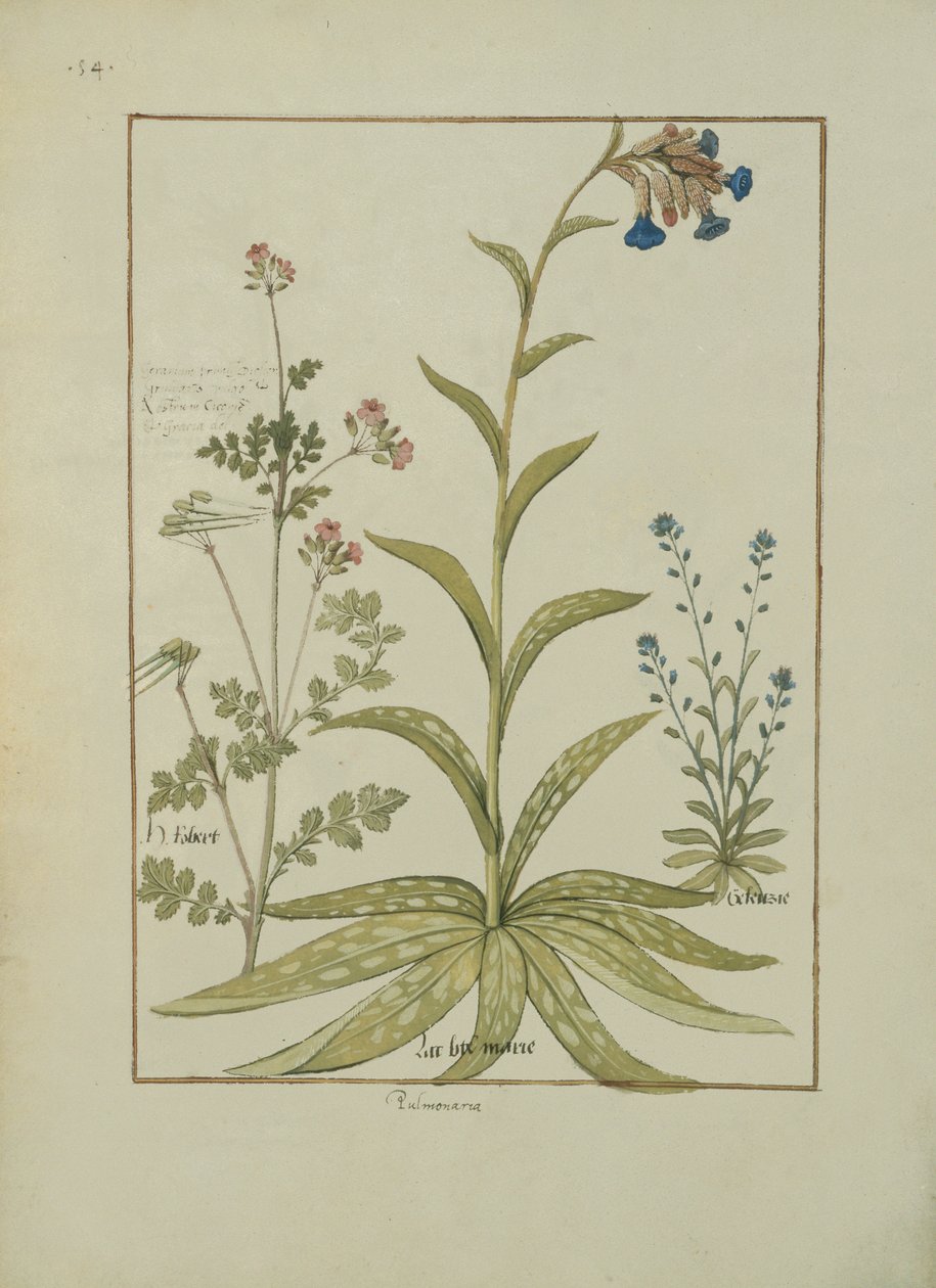 Bayan Fr. Fv VI #1 fol.138v Lungwort ve Sardunya, Mattheaus Platearius (d.c.1161) c.1470 tarafından Basit İlaçlar Kitabından İllüstrasyon by Robinet Testard
