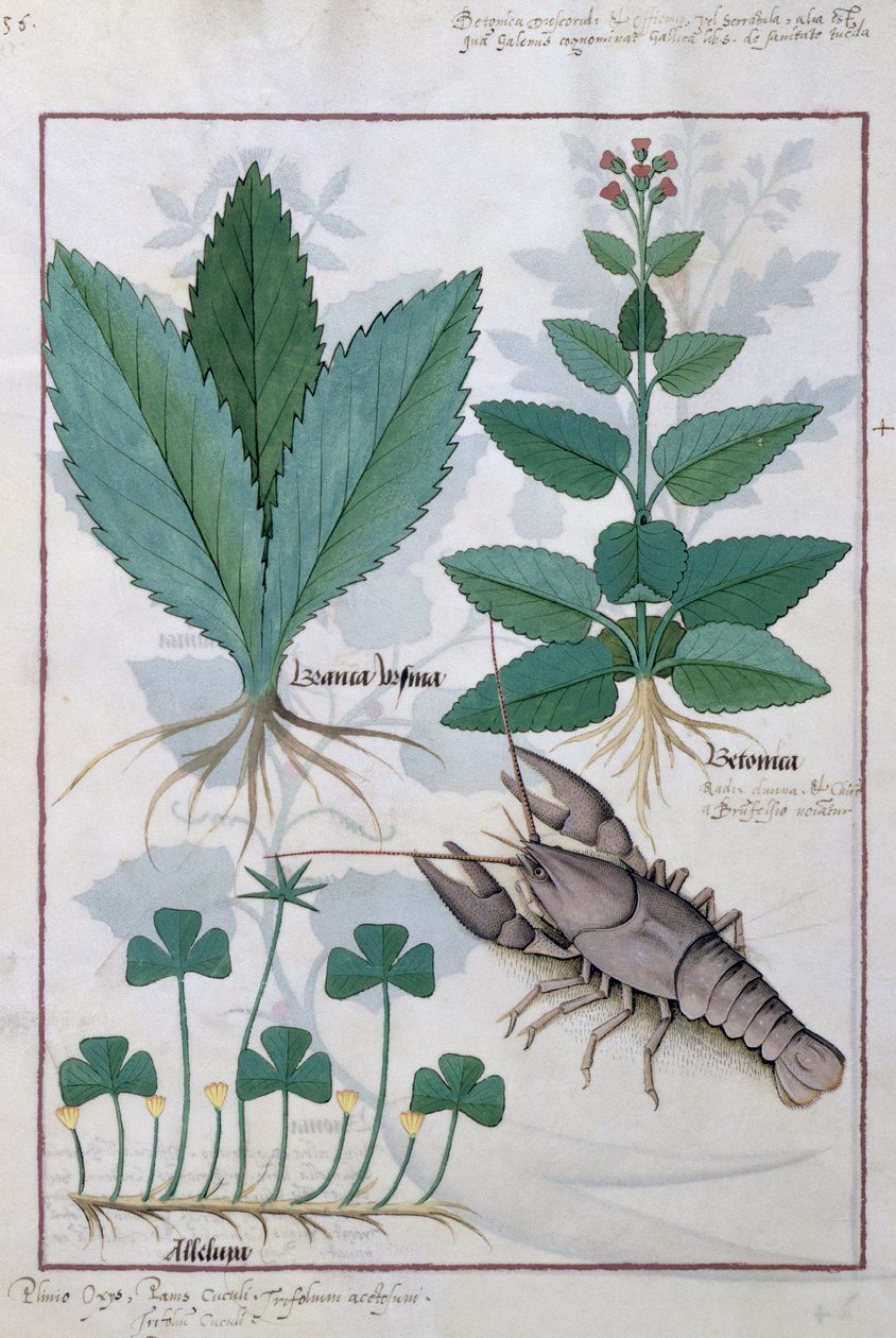 Mattheaus Platearius 139v