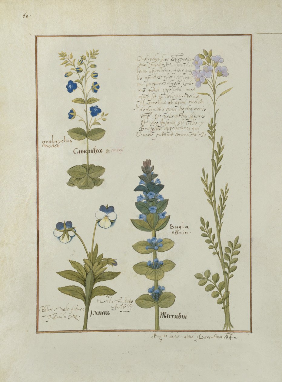 Bayan Fr. Fv VI #1 fol.141v Mattheaus Platearius