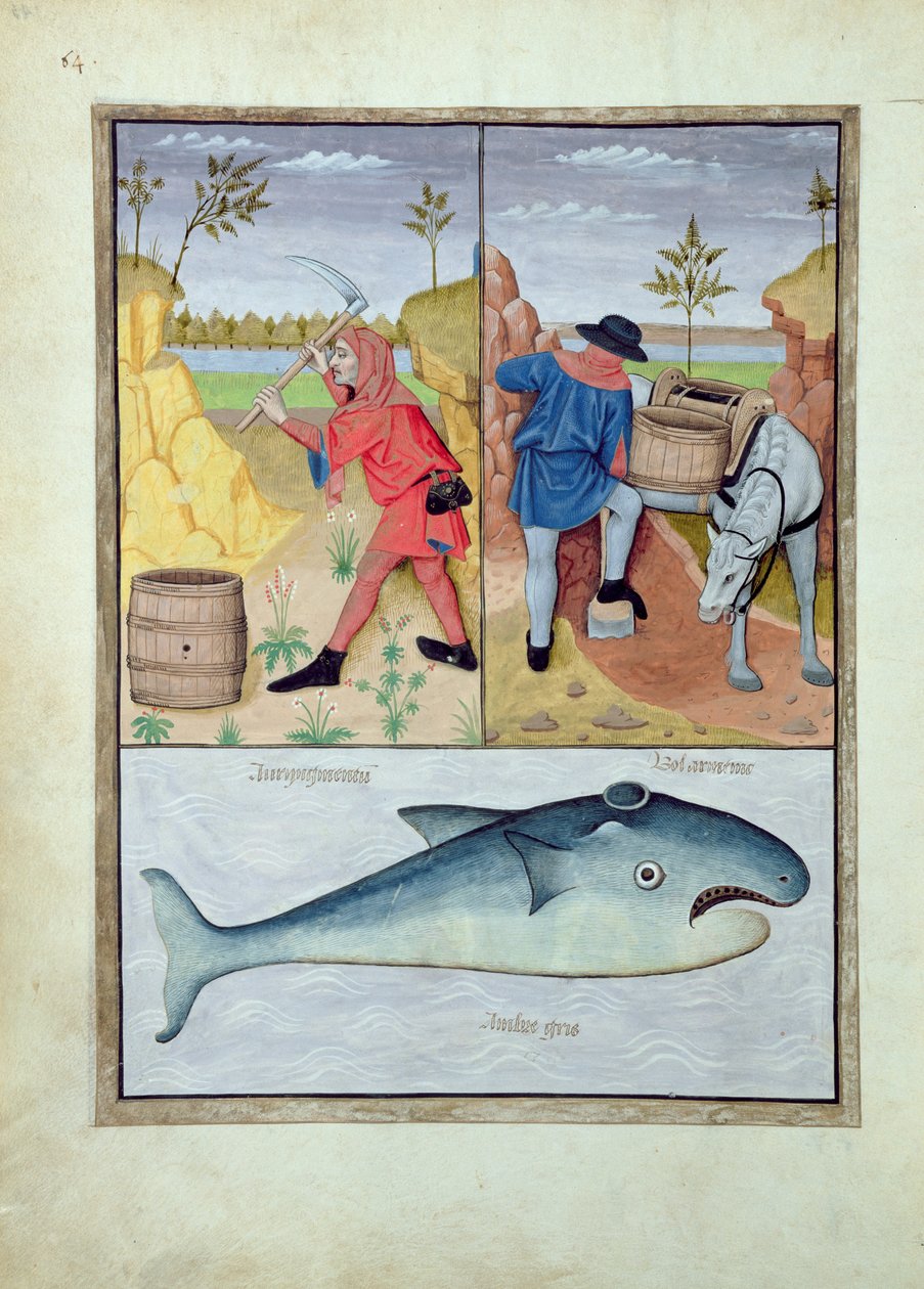 Mattheaus Platearius 143v