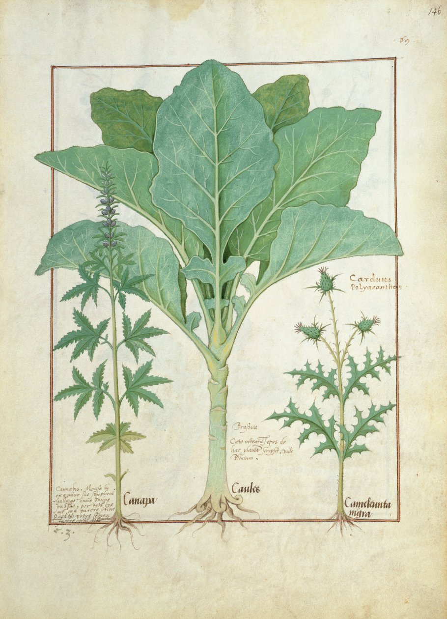 Esrar, Brassica ve Thistle, Mattheaus Platearius