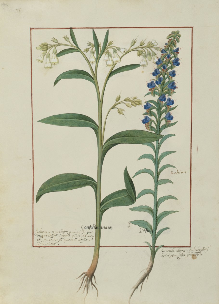 Bayan Fr. Fv VI #1 fol.149v Mattheaus Platearius