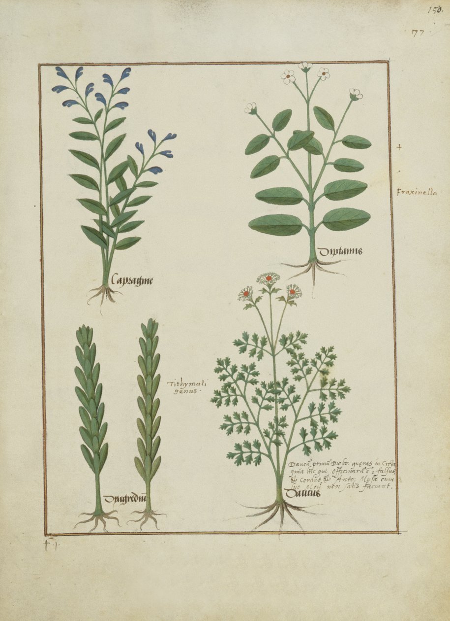 Bayan Fr. Fv VI #1 fol.150r Mattheaus Platearius