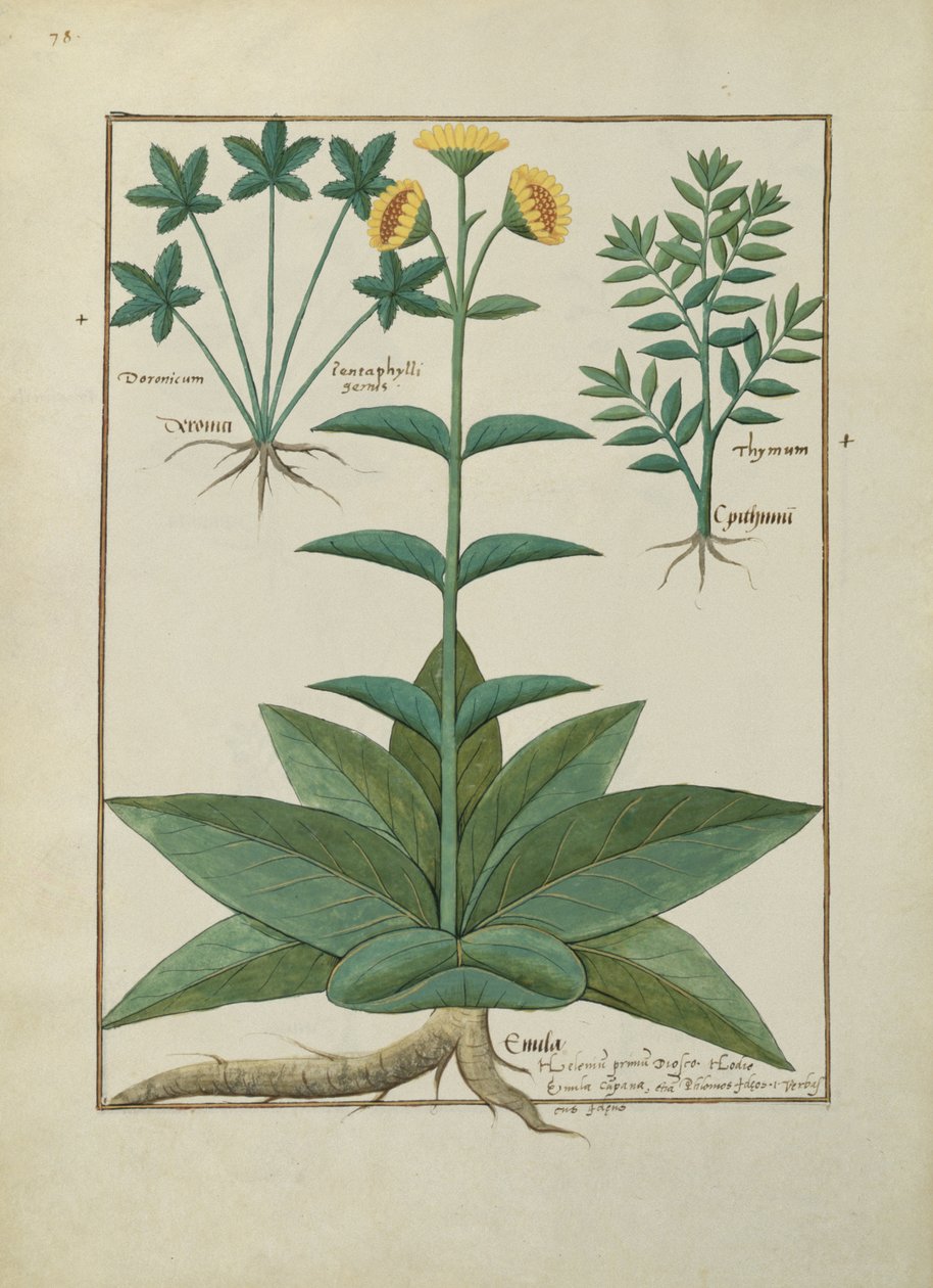 Bayan Fr. Fv VI #1 fol.150v Mattheaus Platearius