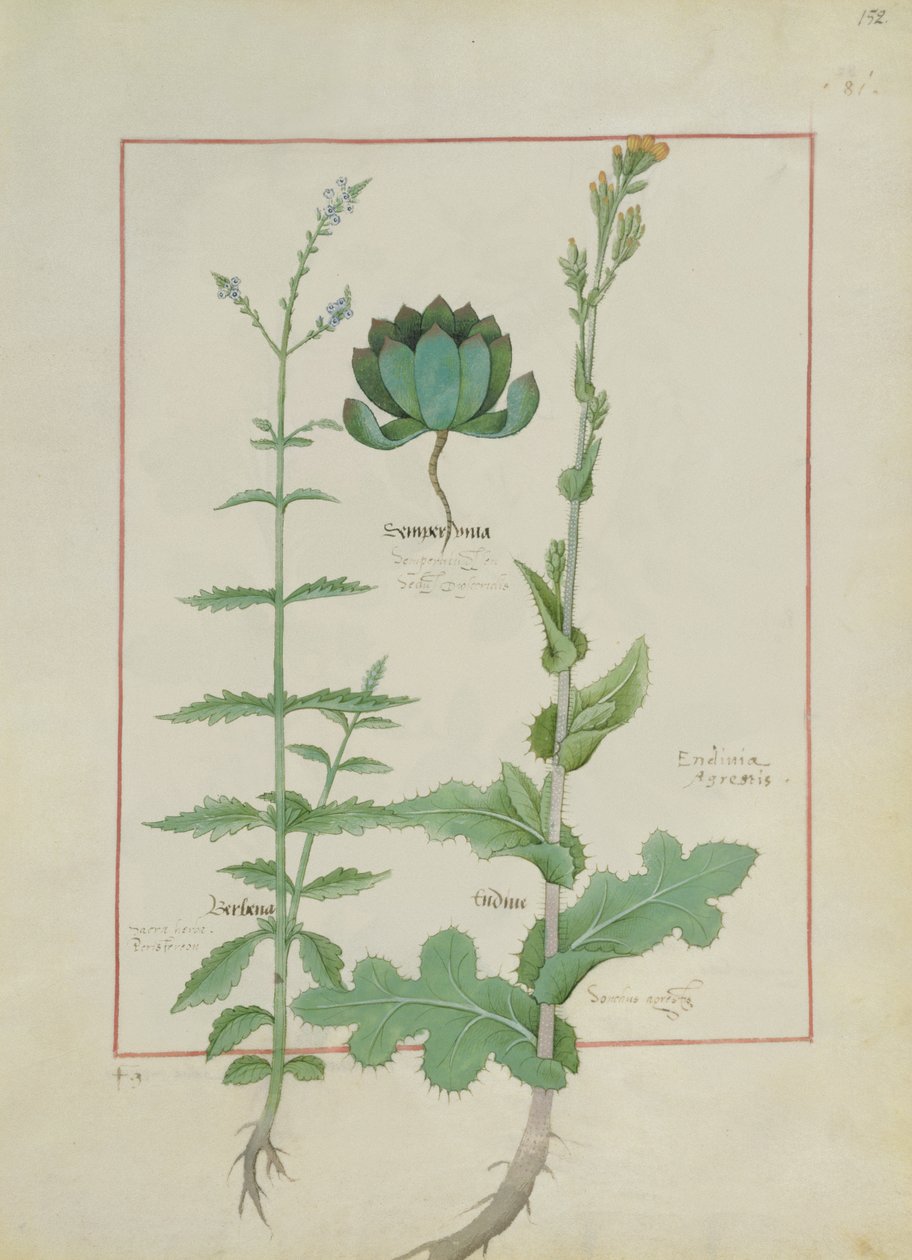 Bayan Fr. Fv VI #1 fol.152r Mattheaus Platearius
