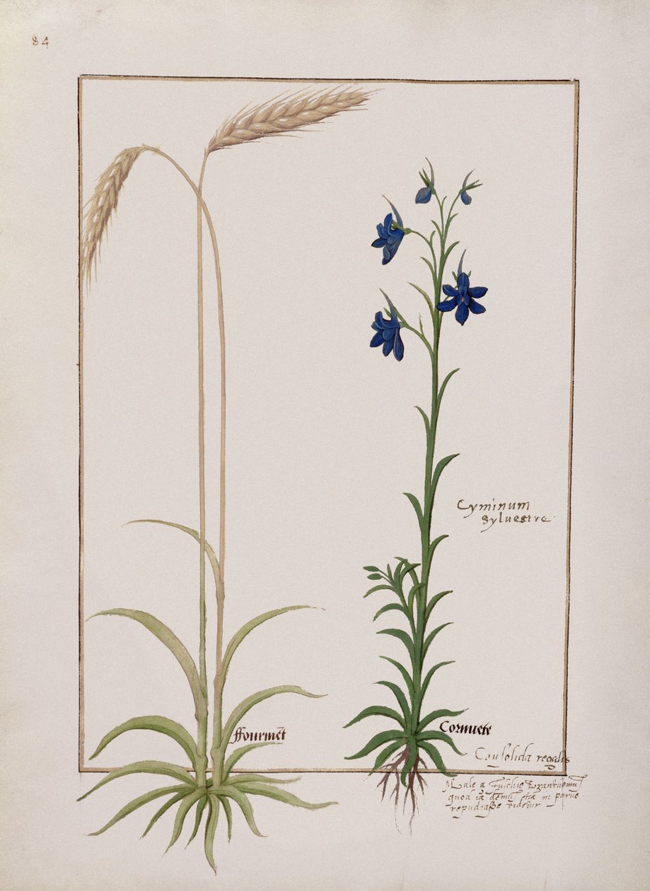 Bayan Fr. Fv VI #1 fol.153v Mısır Başı ve Cyminum Sylvestre, Basit İlaçlar Kitabından Örnek Mattheaus Platearius (d.c.1161) c.1470 by Robinet Testard