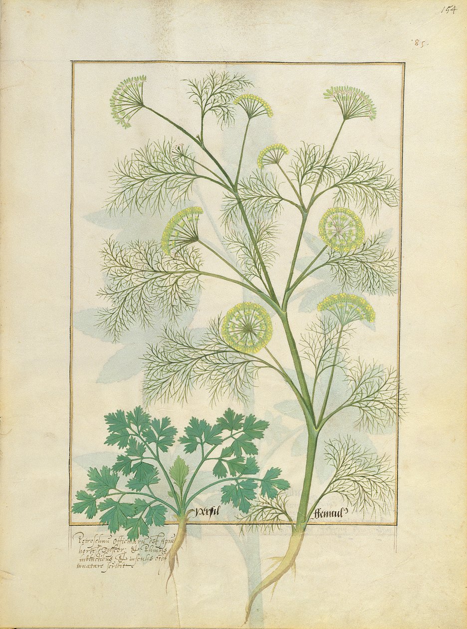 Maydanoz ve Rezene, Mattheaus Platearius 154r