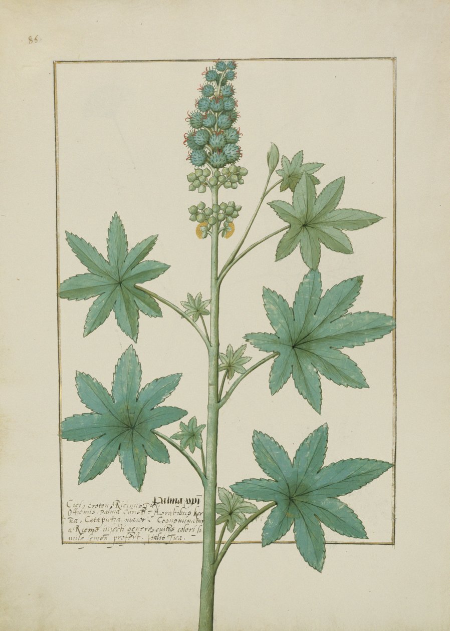 Bayan Fr. Fv VI #1 fol.154v Mattheaus Platearius