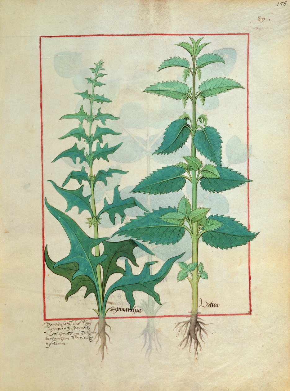 Mattheaus Platearius