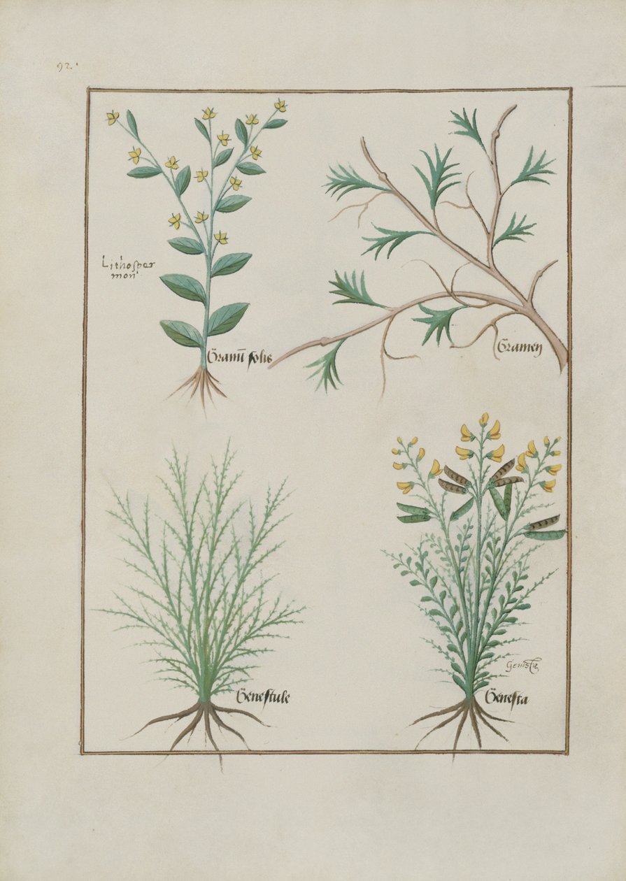 Bayan Fr. Fv VI #1 fol.157v Mattheaus Platearius