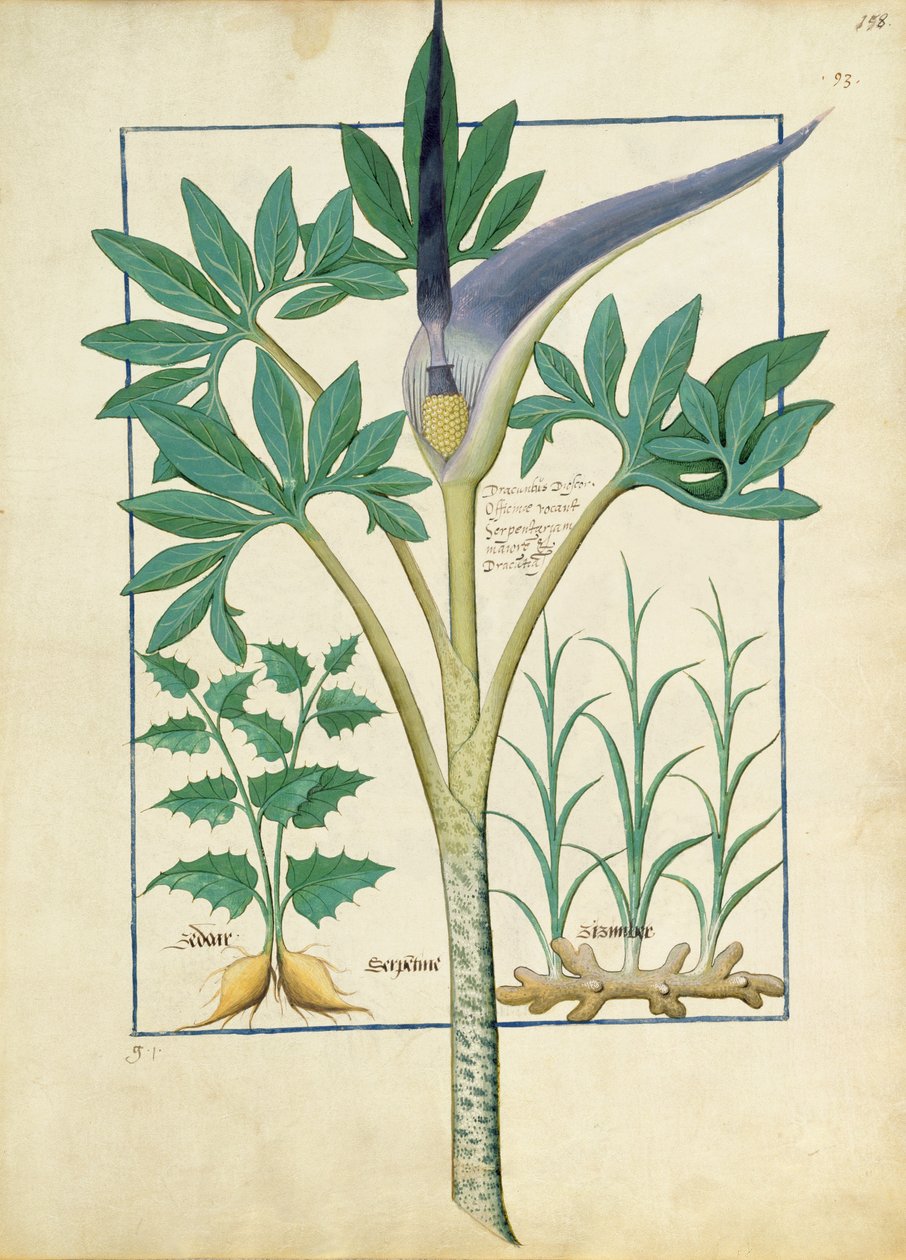 Orkide, Mattheaus Platearius 158r tarafından Basit İlaçlar Kitabından bir örnek by Robinet Testard
