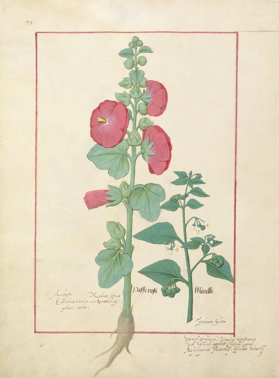 Mattheaus Platearius 160v Basit İlaçlar Kitabından İllüstrasyon by Robinet Testard