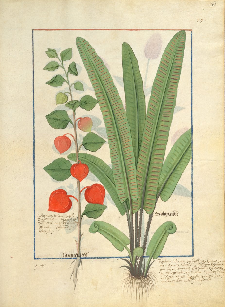 Physalis (solda) Mattheaus Platearius