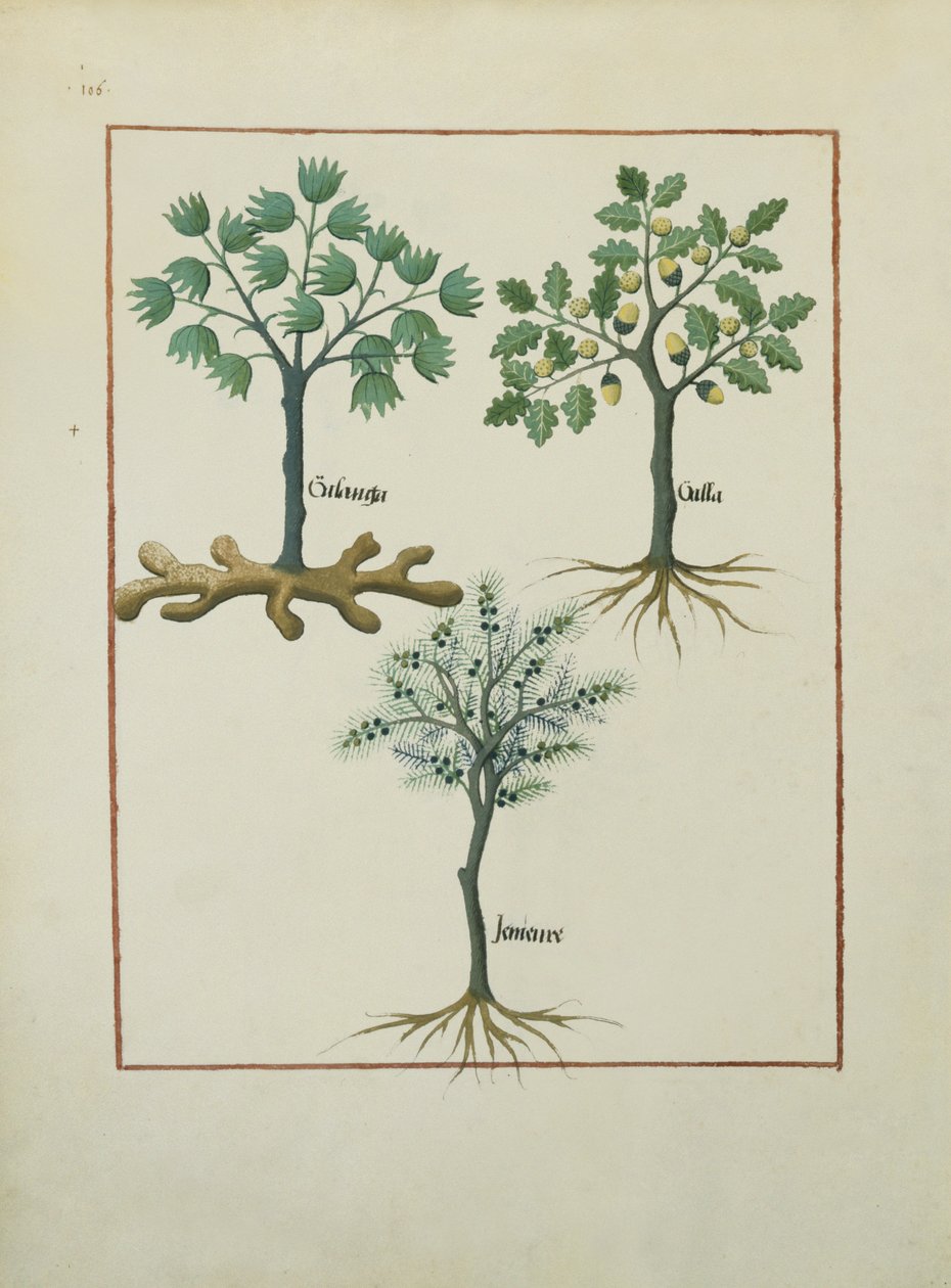 Bayan Fr. Fv VI #1 fol.164v Mattheaus Platearius