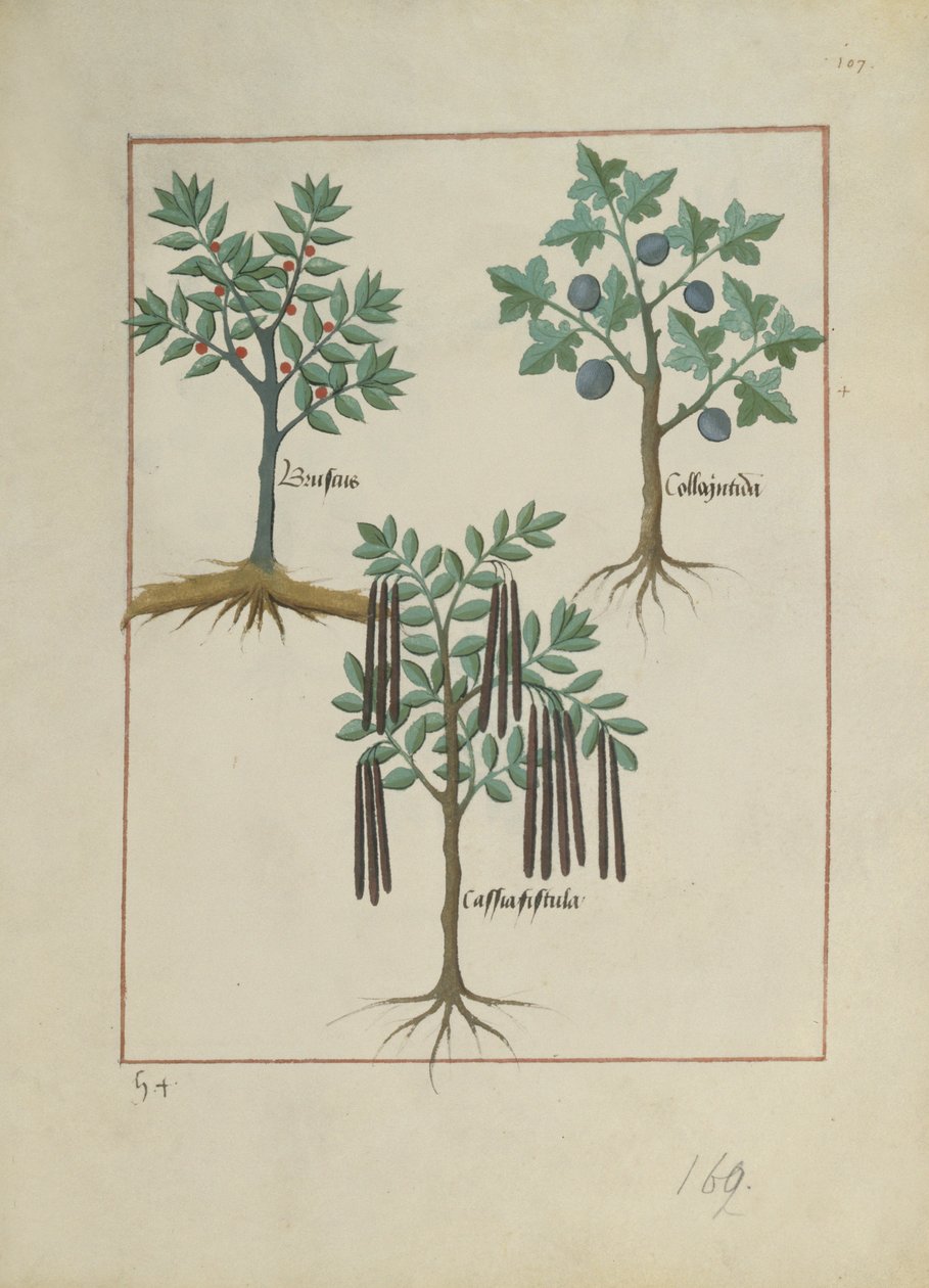 Bayan Fr. Fv VI #1 fol.165r Mattheaus Platearius