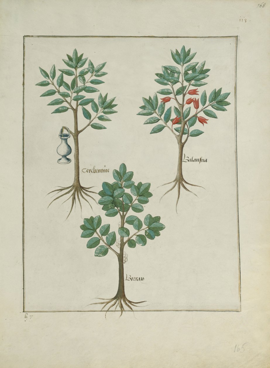Bayan Fr. Fv VI #1 fol.168r Mattheaus Platearius