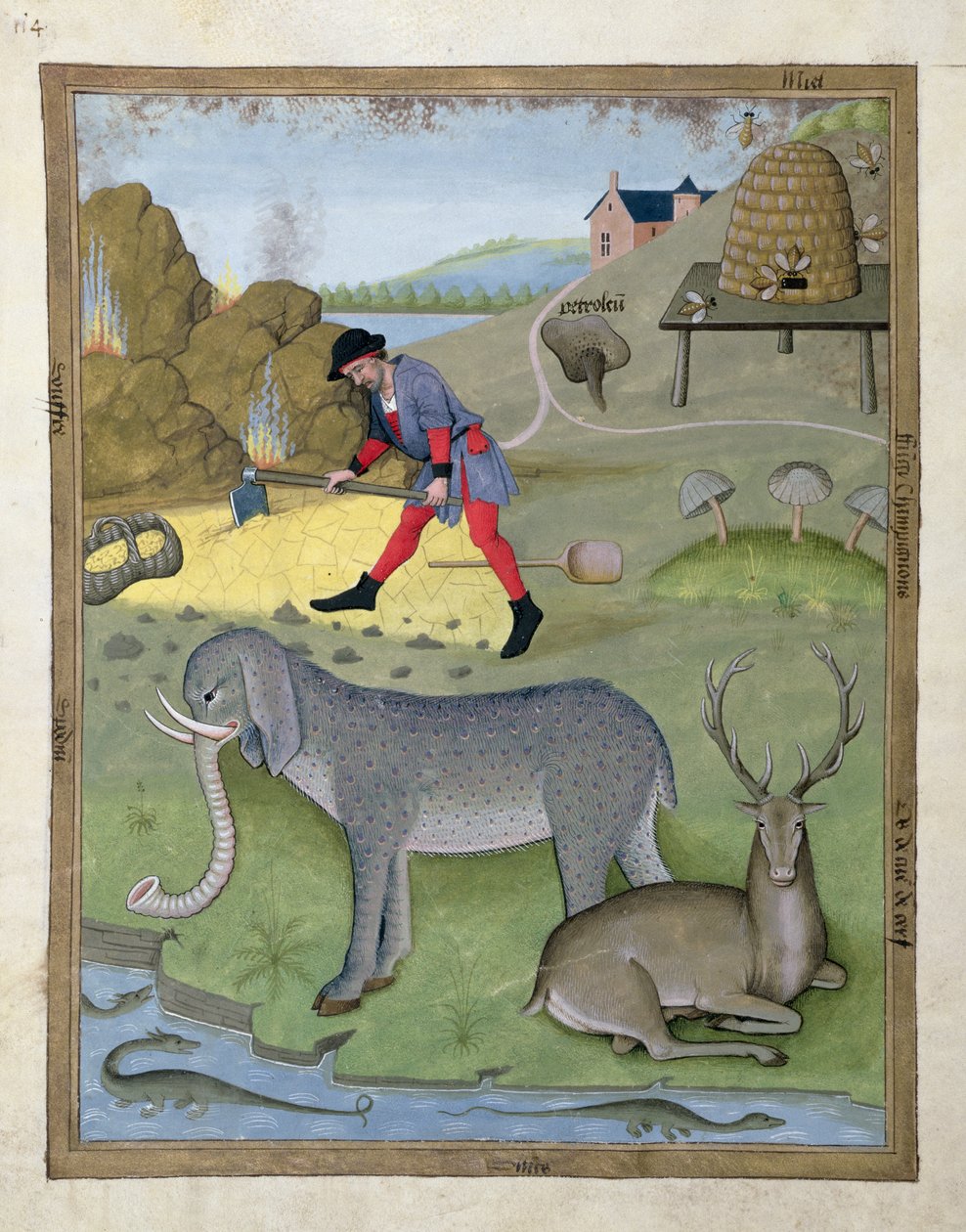 Mattheaus Platearius 168v'nin Basit İlaçlar Kitabından İllüstrasyon by Robinet Testard