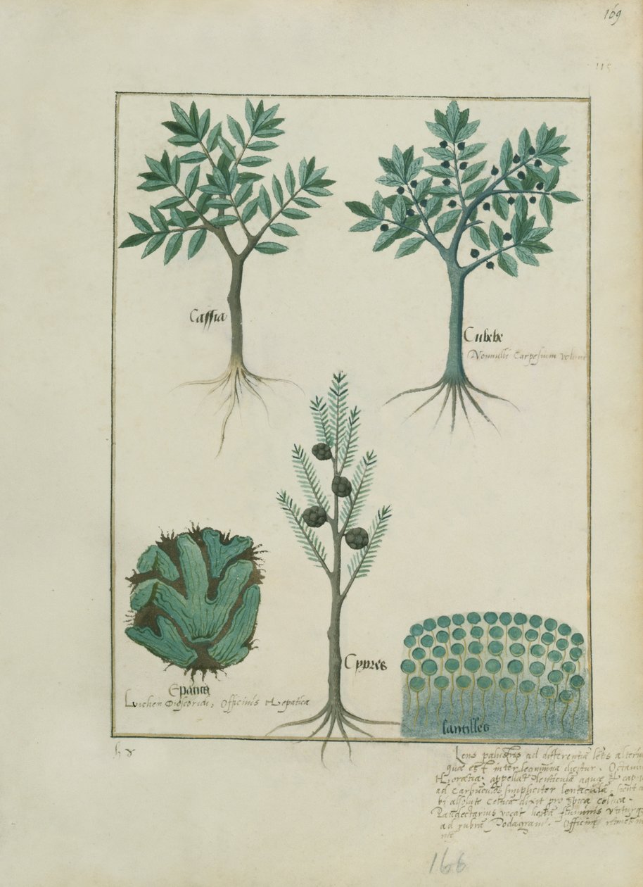 Bayan Fr. Fv VI #1 fol.169r Mattheaus Platearius
