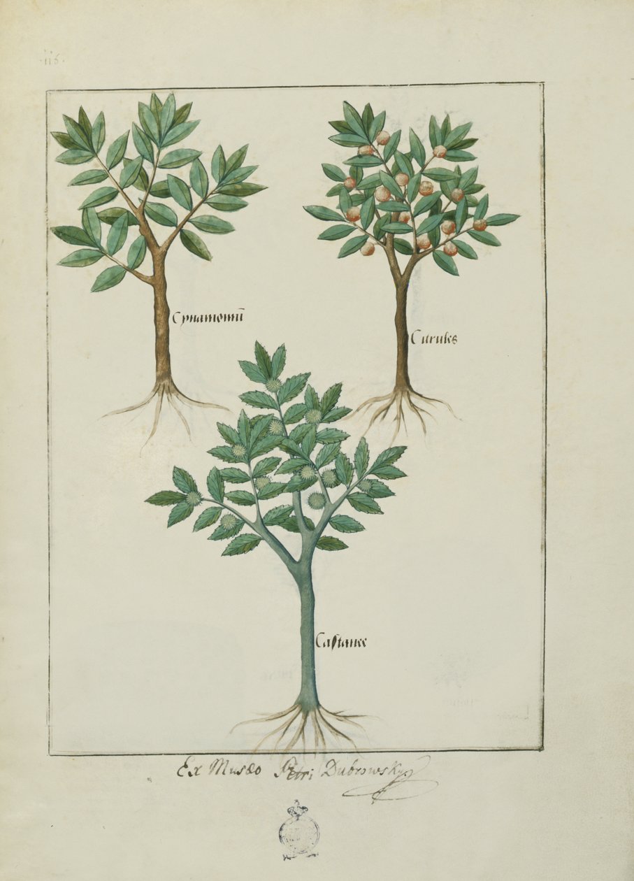 Bayan Fr. Fv VI #1 fol.169v Mattheaus Platearius