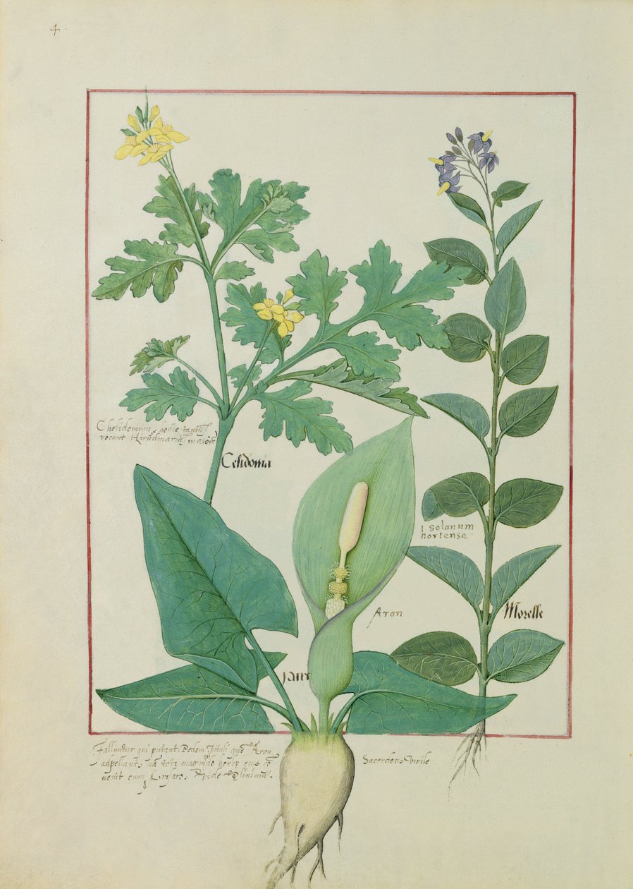 Ikomeye ya Celandine cyangwa Poppy, Solanum cyangwa Nightshade, na Aron, ishusho yo mu gitabo cy’imiti yoroshye yanditswe na Mattheaus Platearius 113v by Robinet Testard