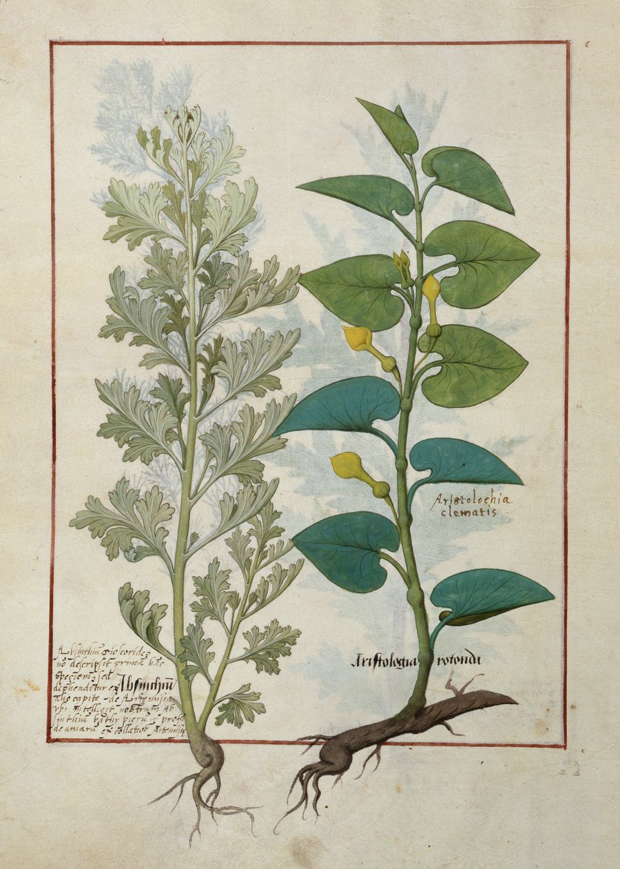 Mattheaus Platearius
