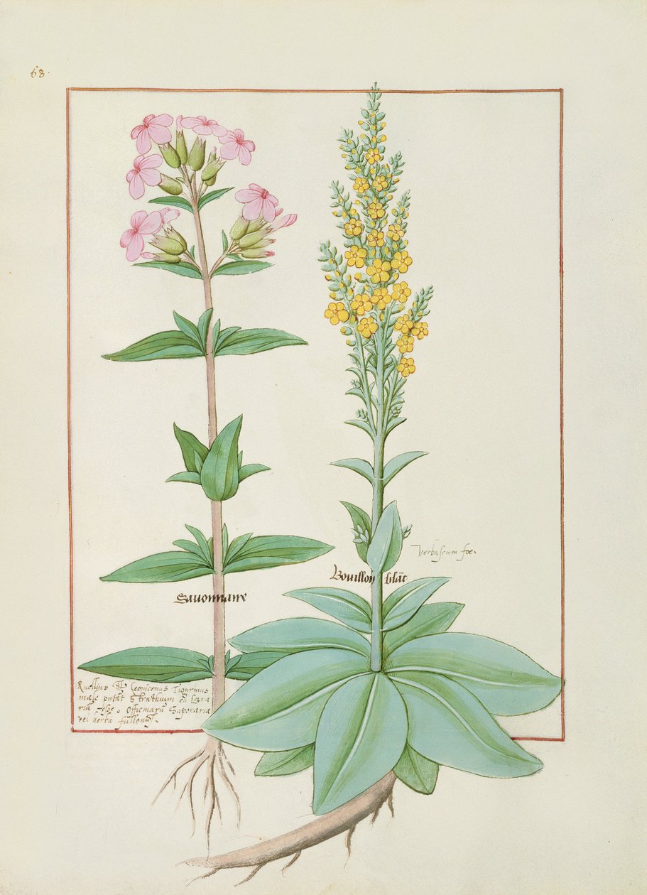 Mattheaus Platearius