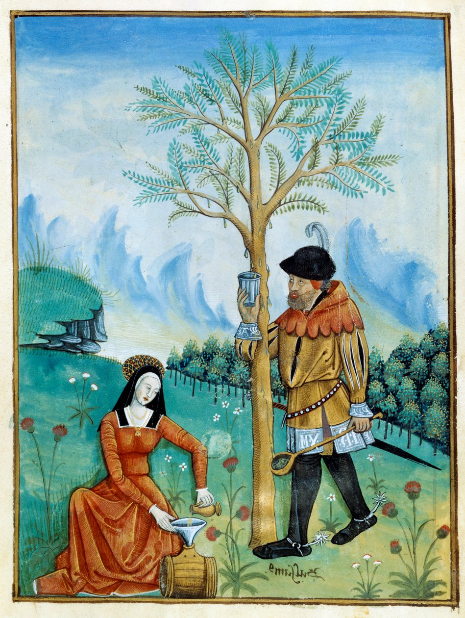 Balsam Recolation. Bir erkek, bir ağaçtan (Flora: balsamier) akan reçineyi ya da seve