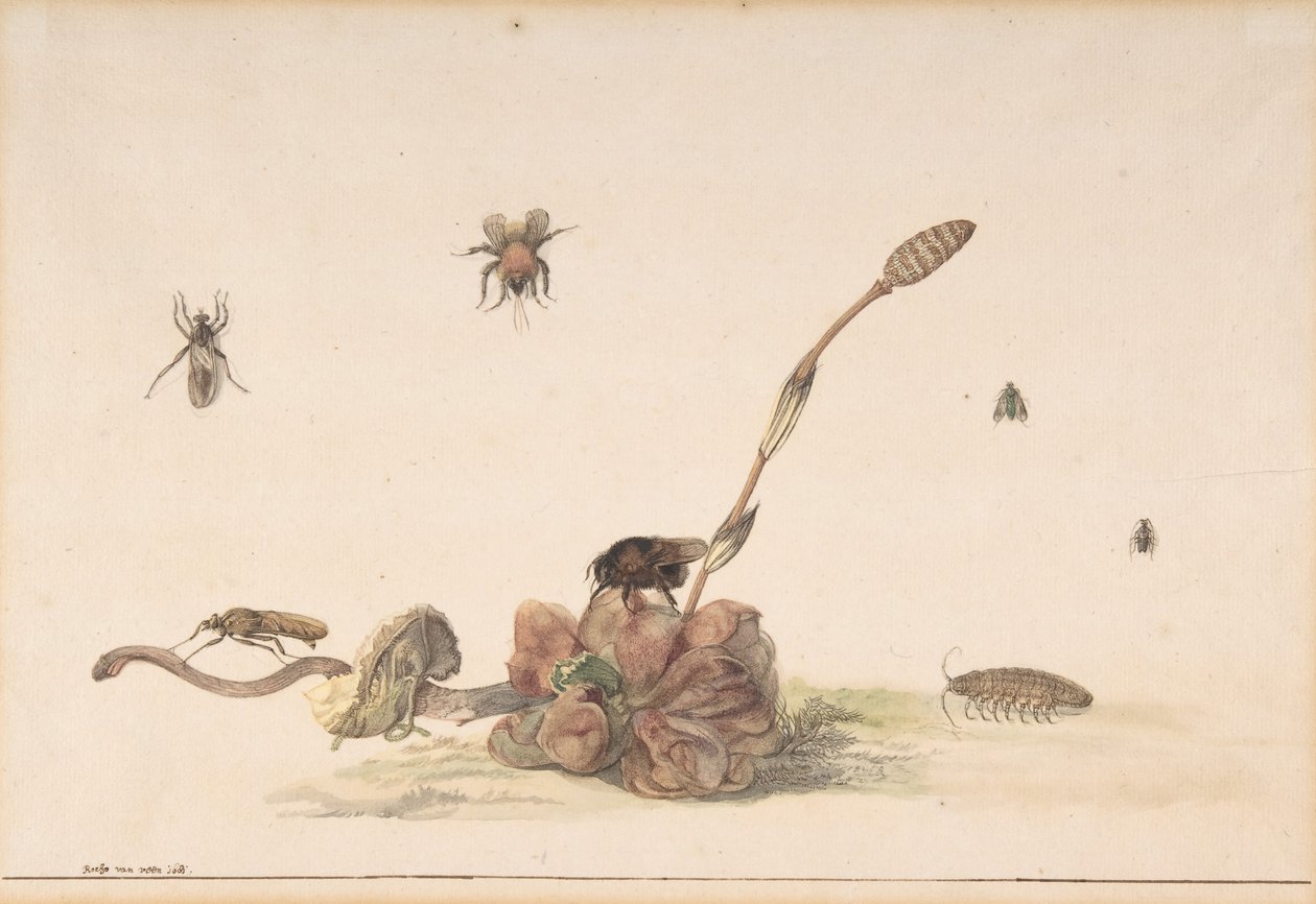 Bir Mantar Tarafından Çeşitli Böcekler, 1681. by Rochus van Veen