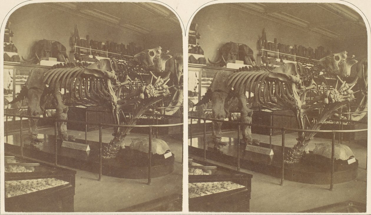 Megatherium, British Museum, 1850