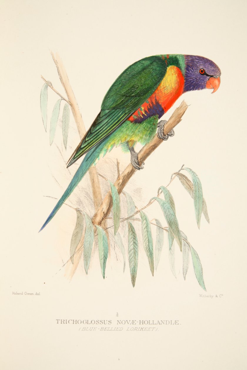 Mavi Karınlı Lorikeet, pub. 1916 el renkli gravür. by Roland Green