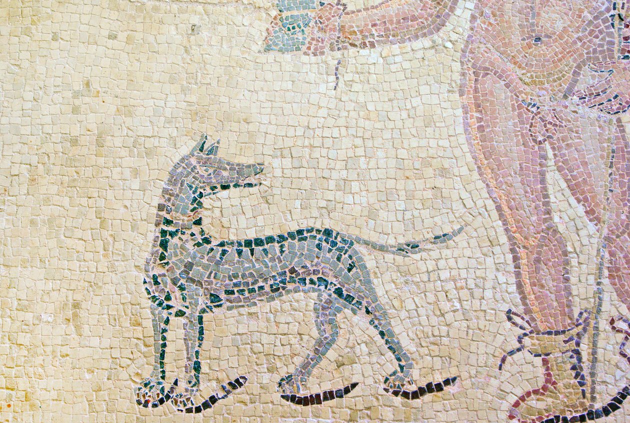 Hippolytus ve Phaedra, Hippolytus köpeğinin detayı, Dionysos Evi, Baf, Kıbrıs mozaiği by Roman