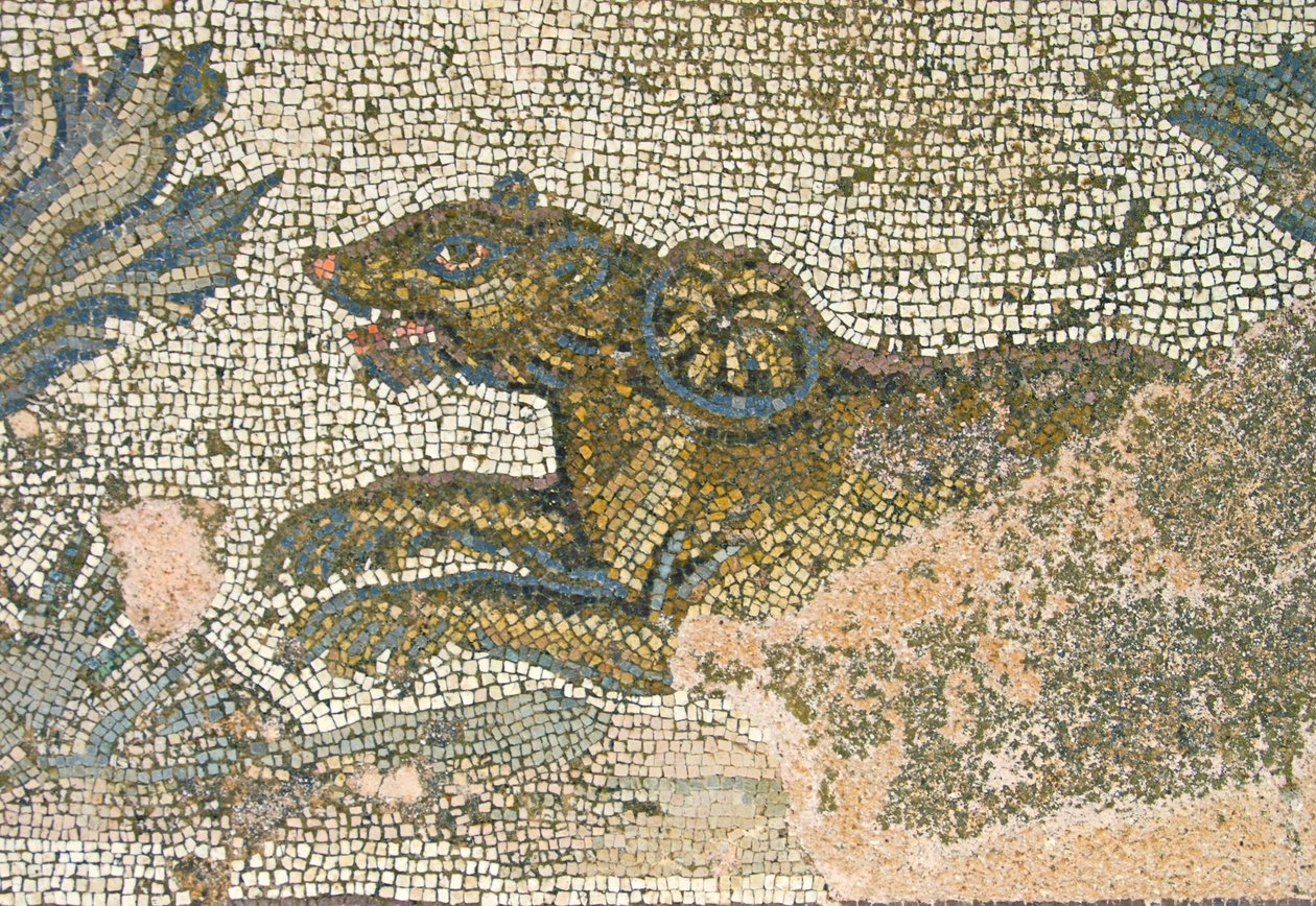 Hunting scene, detail of a lioness,House of Dionysos,Paphos, Cyprus mosaic by Roman