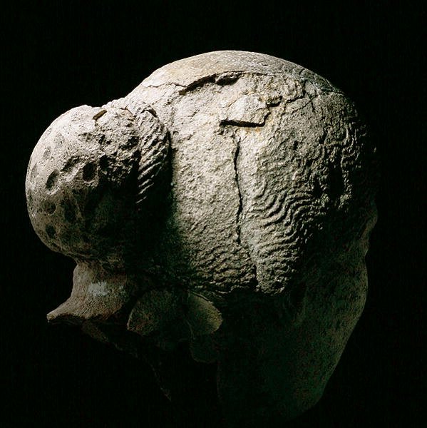 Bir kadının başının arkadan görünüşü, MS 2. veya 3. yüzyıl (alçı) (ayrıca bkz. 270971-973) by Roman Period Egyptian