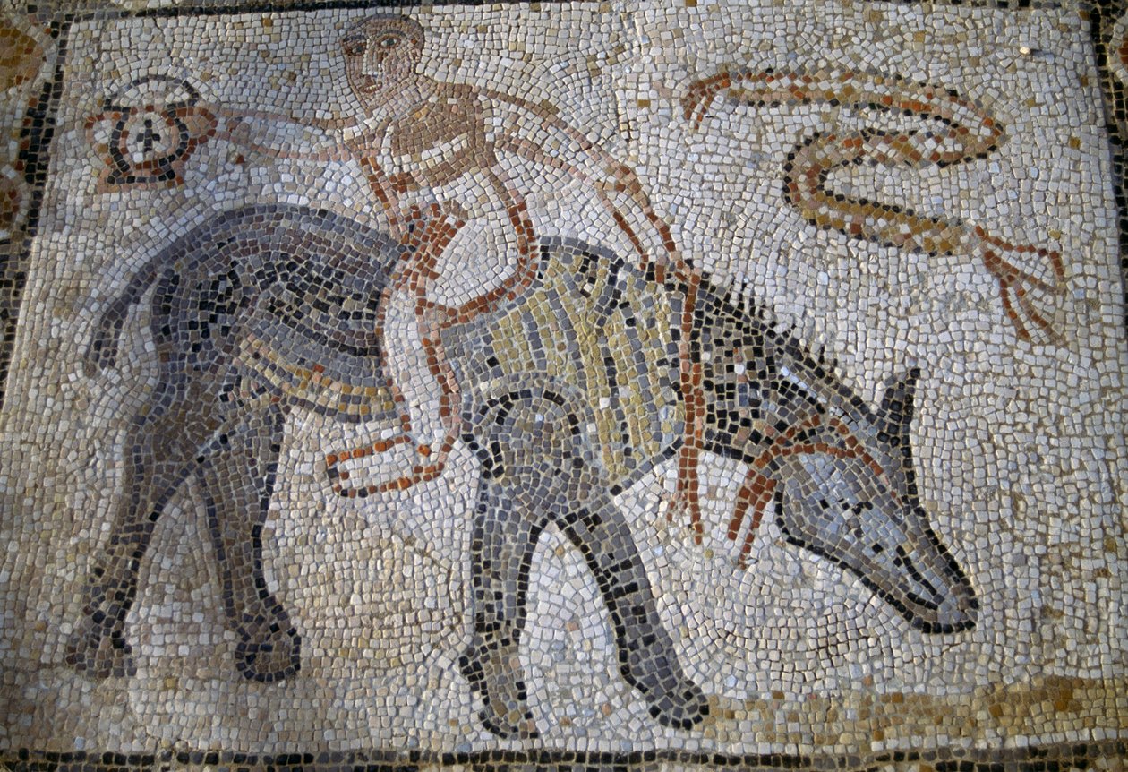 Desultor (yarış sırasında bir attan diğerine atlayan atlet) eşeği geriye doğru sürerken kantharos'u (kazanan kupası) tutuyor, Roma'nın Volubilis kentindeki Desultor Evi'ndeki mozaik (UNESCO Dünya Mirası Listesi) by Roman Roman