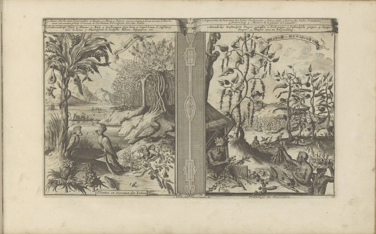 Planten, vogels en pepervelden Loua, Ananas Musa / Hindistan Bitkileri ve Kuşları // Peeper-Gewassen / Biber Plantasyonu (nesne üzerindeki başlık) Doğu ve Batı Hint Adaları ve Diğer Yerler (dizi başlığı) by Romeyn de Hooghe