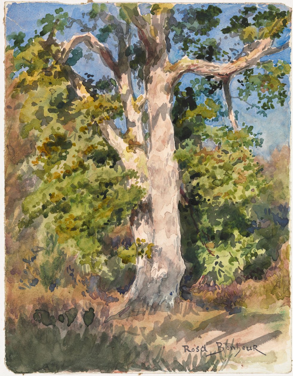 Ağaç Çalışması (suluboya) by Rosa Bonheur