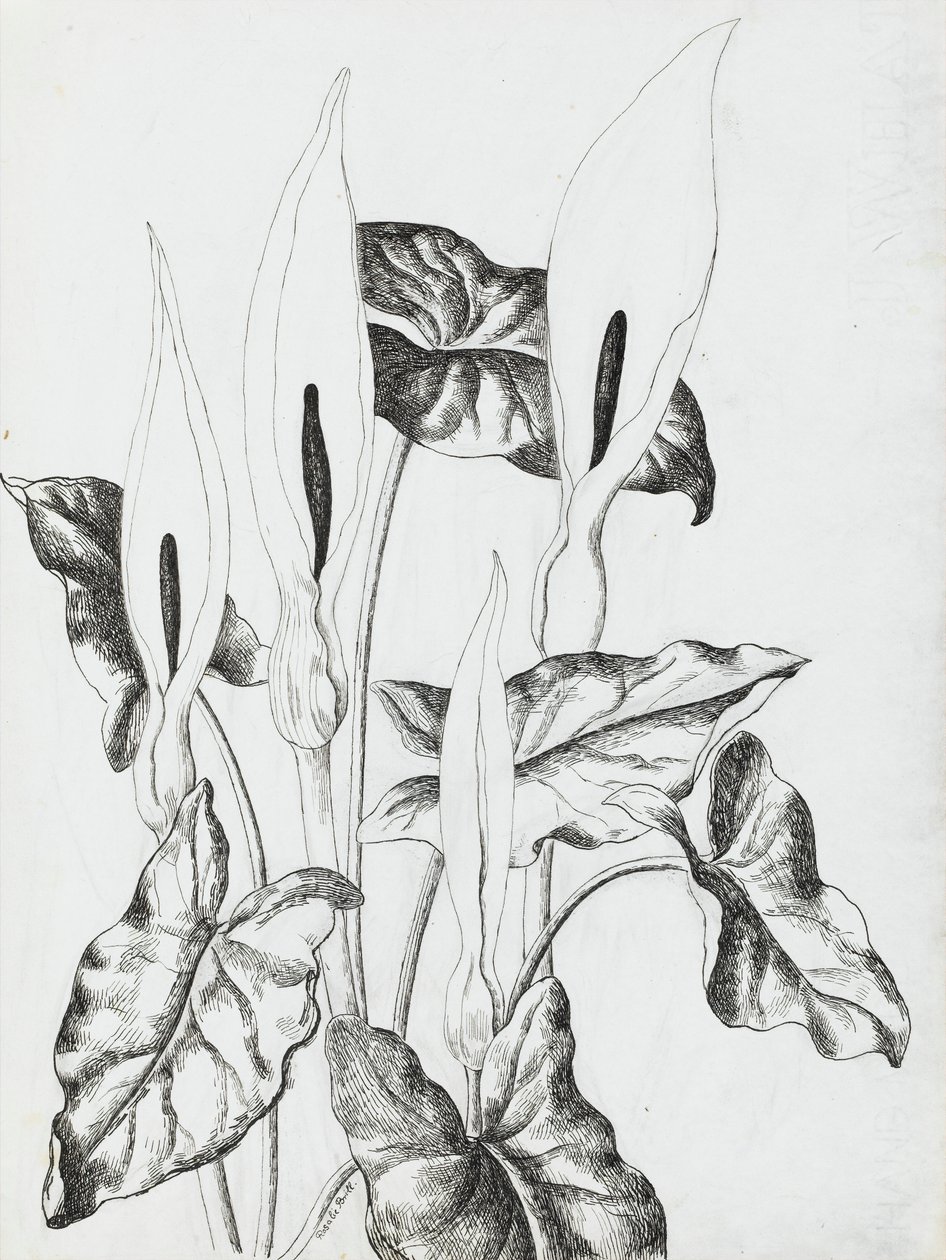 Arum Zambakları by Rosalie Brill