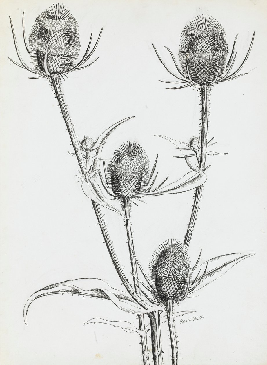 devedikeni by Rosalie Brill