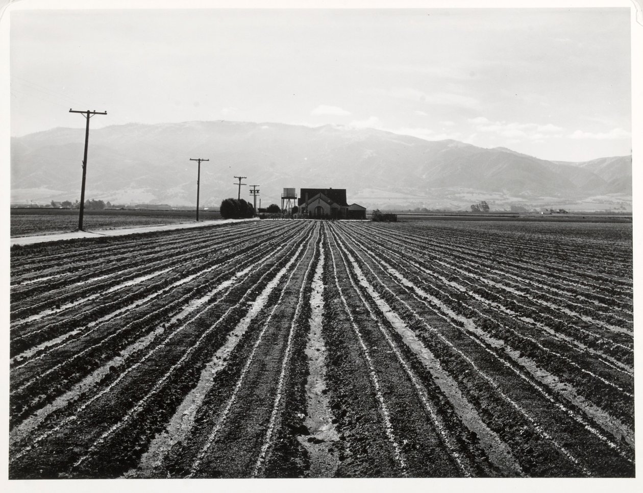 Genç Marul, Salinas, California by Russell Lee