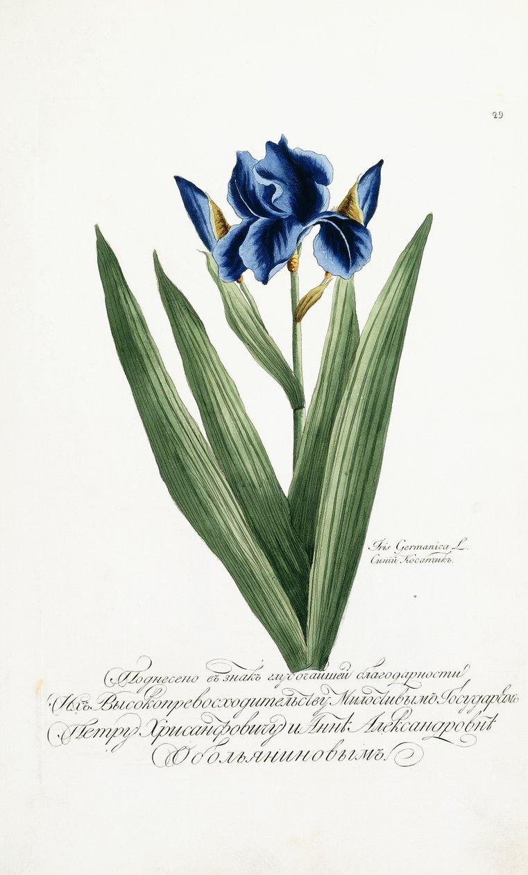İris Germanica, 1797-1803 by Russian School