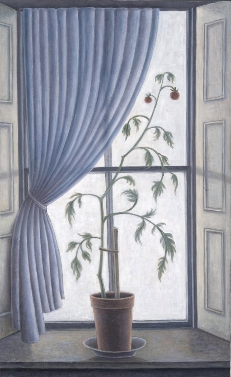 Pencerede Bitki, 2003 by Ruth Addinall