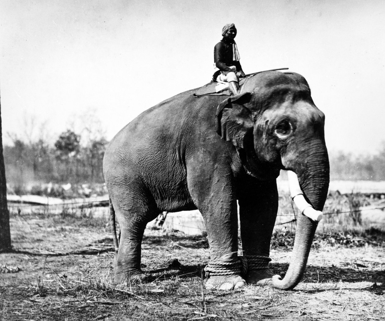 Jung Pershad, Mihrace Sir Jang Bahadur'un En Büyük Savaşan Fili, 1876 by S. and Shepherd, C. Bourne