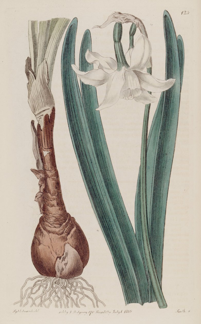 Narcissus × poculiformis, Narcissus montanus olarak by S. Edwards