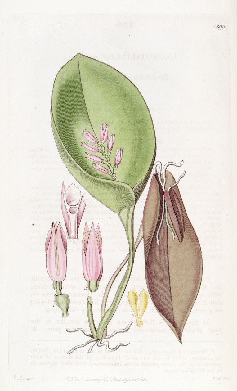 Acianthera prolifera (sin. Pleurothallis prolifera olarak) by S. Watts