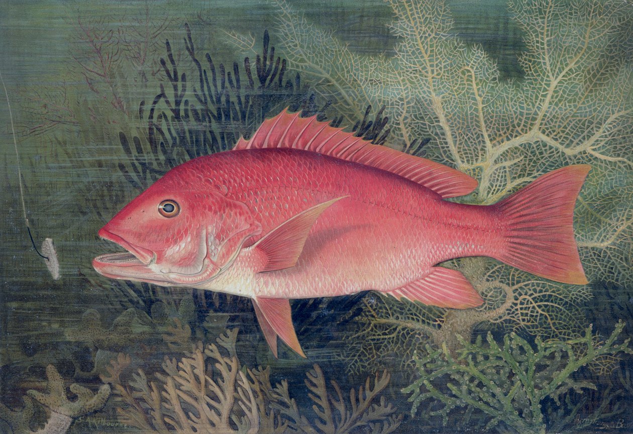 Red Snapper, 