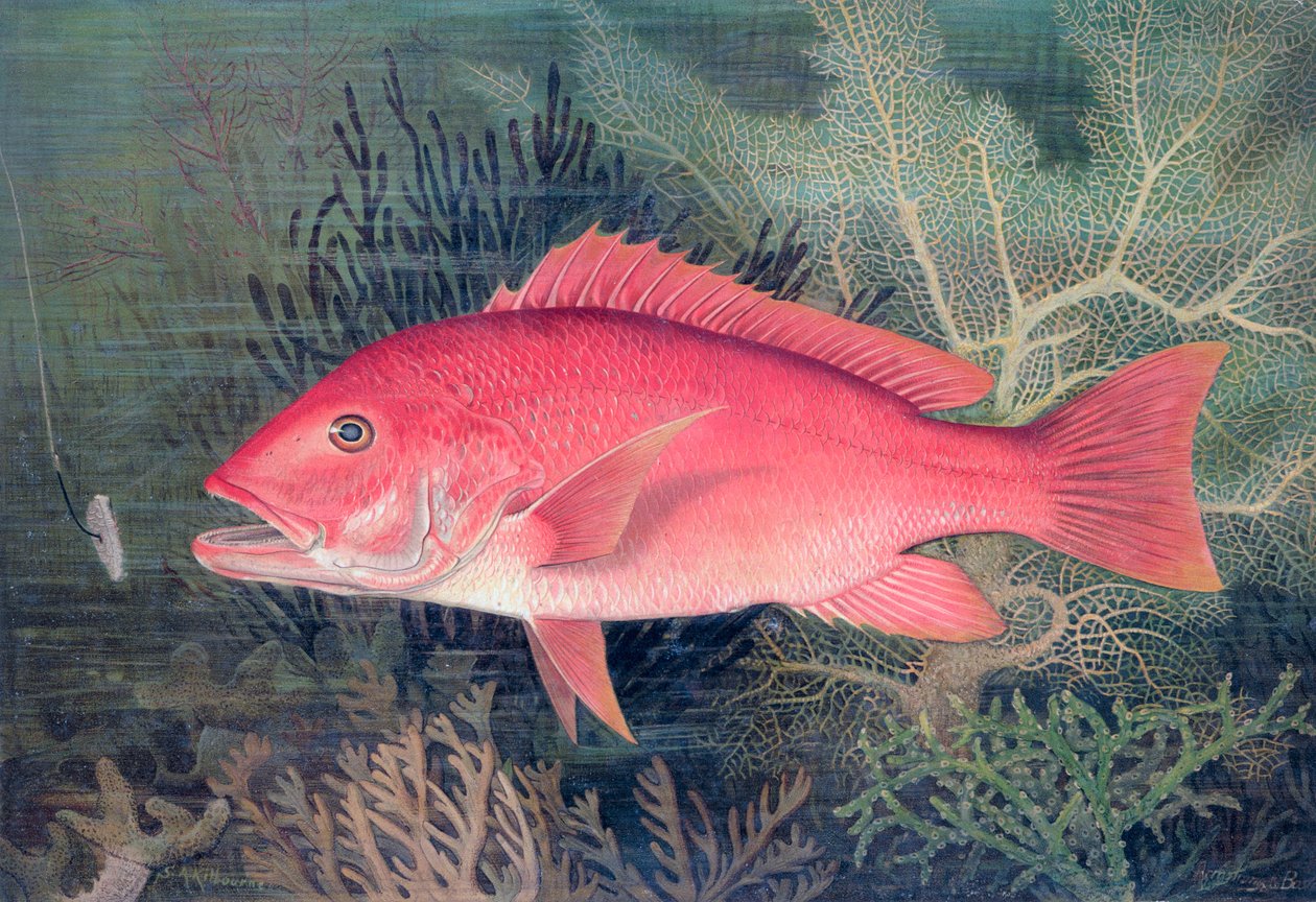 Kırmızı Snapper, 1878 by SA Kilourne