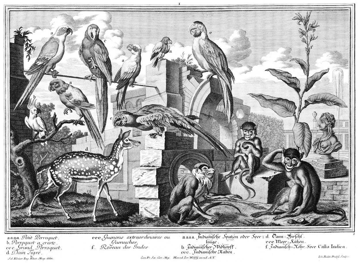 papağanlar ve maymunlar by Salomon Kleiner