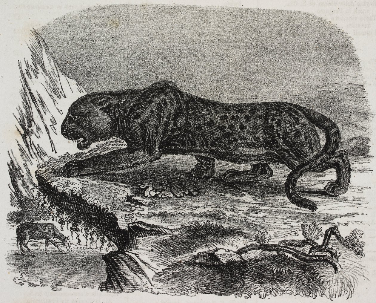 Jardin des Plantes'de Kara Panter, Paris botanik bahçesi, Fransa, Poliorama Pittoresco'dan Salvatore Puglia'nın litografisi, sayı 26, 4 Şubat by Salvatore Puglia