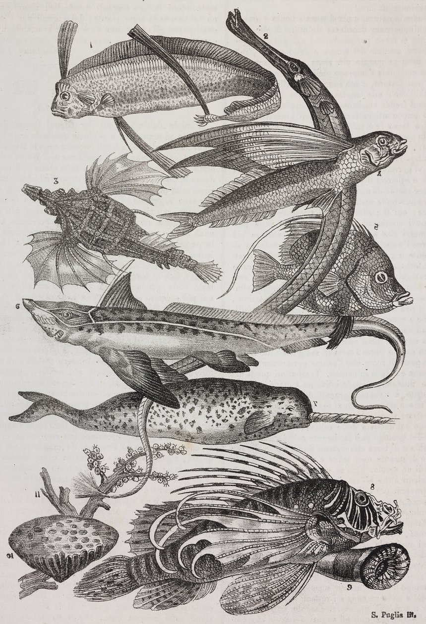Okyanus canlıları: 1 Dattiloftera, 2 Syngnathus, 3 Pegasus, 4 Trachypterus, 5 Chaetodon, 6 Tavşan balığı, 7 Unicorn (narwhal), 8 Flying Pteroids, 9 Attinia by Salvatore Puglia