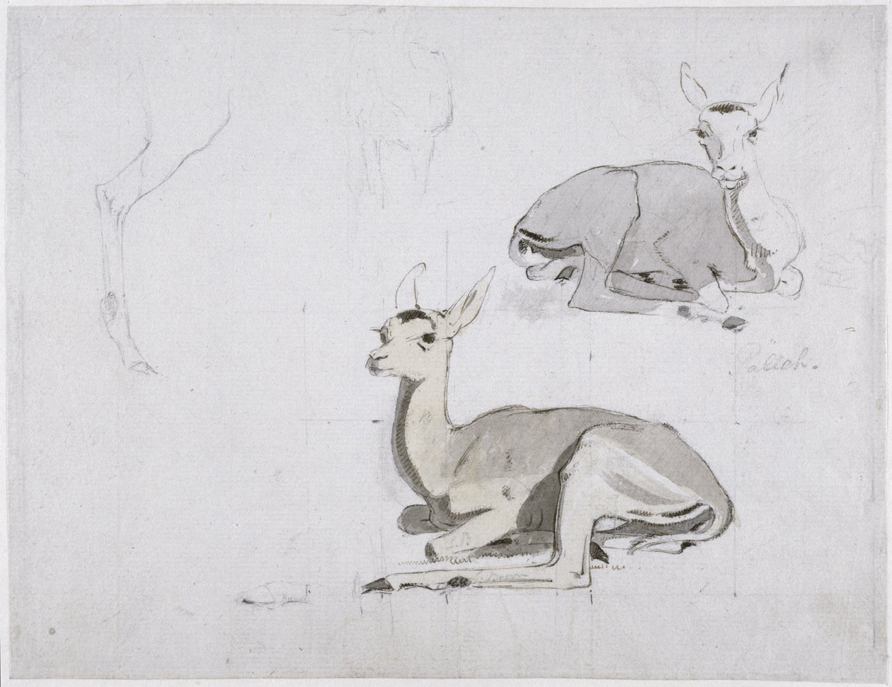 Genç Pallah Deer Resting çalışmaları, c.1802 (kağıt üzerinde wc ve grafit) by Samuel Daniell